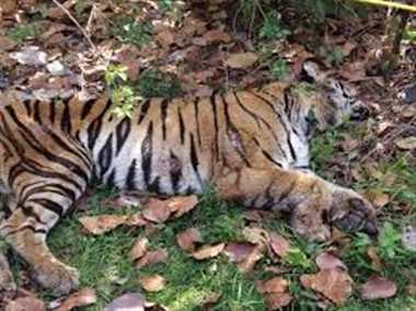 UMARIA : बांधवगढ़ टाइगर रिजर्व में फिर हुई एक बाघ की मौत, नहीं थम रही घटनाएं